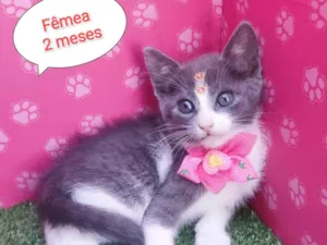Gato raça SRD-ViraLata idade 2 a 6 meses nome Maju