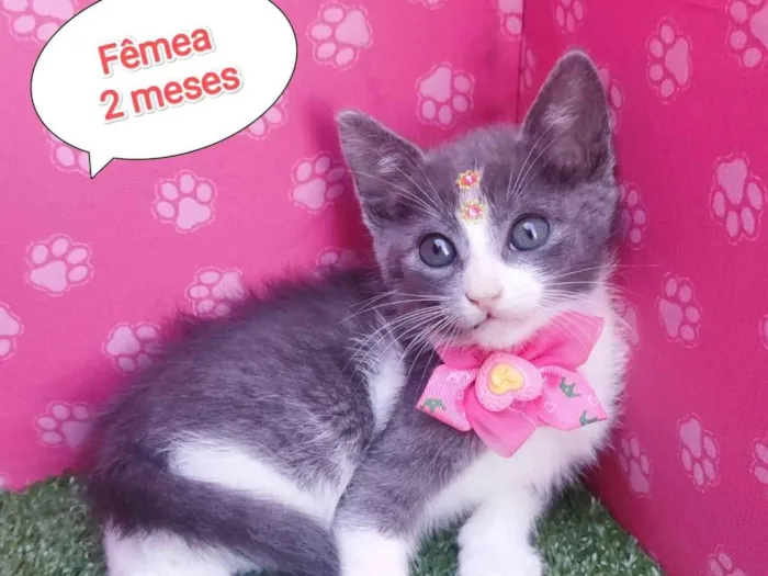 Gato ra a SRD-ViraLata idade 2 a 6 meses nome Maju