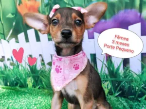 Cachorro raça SRD-ViraLata idade 2 a 6 meses nome Tyara 