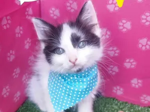 Gato raça SRD-ViraLata idade 2 a 6 meses nome Zequinha