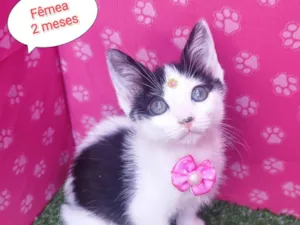 Gato raça SRD-ViraLata idade 2 a 6 meses nome Rafa