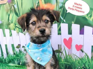 Cachorro raça SRD-ViraLata idade 2 a 6 meses nome Ruan 