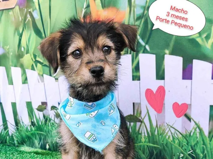 Cachorro ra a SRD-ViraLata idade 2 a 6 meses nome Ruan 