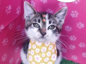 Gato raça SRD-ViraLata idade 2 a 6 meses nome Florzinha 