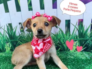 Cachorro raça SRD-ViraLata idade 2 a 6 meses nome Ravena 