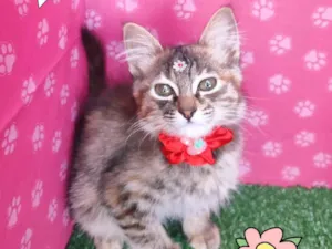 Gato raça SRD-ViraLata idade 2 a 6 meses nome Riqueza 