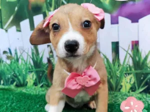 Cachorro raça SRD-ViraLata idade 2 a 6 meses nome Susy