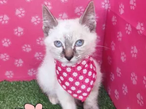 Gato raça SRD-ViraLata idade 2 a 6 meses nome Filo