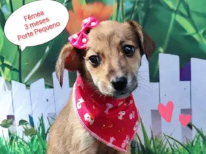 Cachorro raça SRD-ViraLata idade 2 a 6 meses nome Joice 