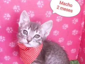 Gato raça SRD-ViraLata idade 2 a 6 meses nome Jean 