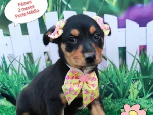 Cachorro raça SRD-ViraLata idade 2 a 6 meses nome Susan 