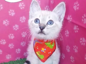 Gato raça SRD-ViraLata idade 2 a 6 meses nome Wesley 