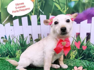Cachorro raça SRD-ViraLata idade 2 a 6 meses nome Juma