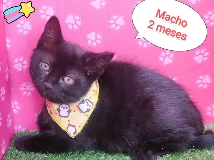 Gato ra a SRD-ViraLata idade 2 a 6 meses nome Blecaut