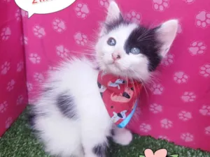 Gato raça SRD-ViraLata idade 2 a 6 meses nome Vitor 