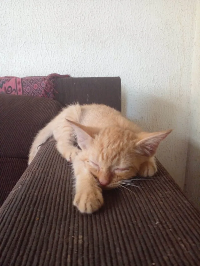 Gato ra a Laranja  idade 2 a 6 meses nome Laranja 