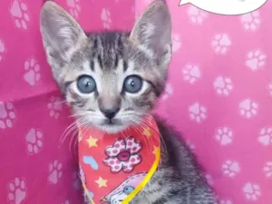 Gato raça SRD-ViraLata idade 2 a 6 meses nome Diego
