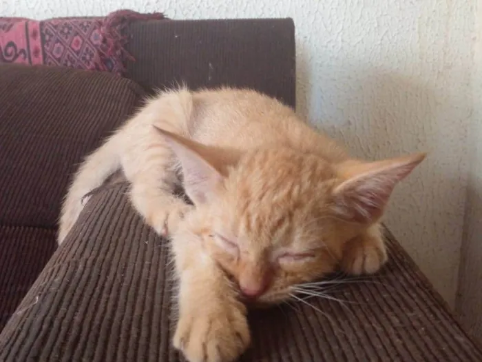 Gato ra a Laranja  idade 2 a 6 meses nome Laranja 