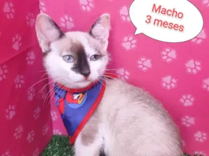 Gato raça SRD-ViraLata idade 2 a 6 meses nome Troy