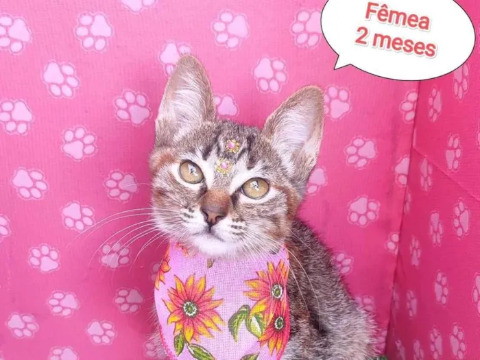 Cachorro ra a SRD-ViraLata idade 2 a 6 meses nome Lisa