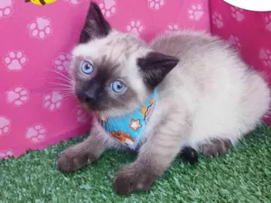 Gato raça SRD-ViraLata idade 2 a 6 meses nome Rick
