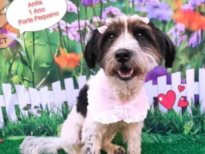 Cachorro raça SRD-ViraLata idade 1 ano nome Anita 