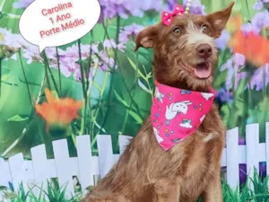 Cachorro raça SRD-ViraLata idade 1 ano nome Carolina 