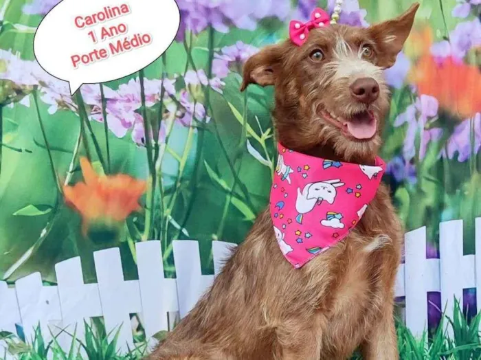 Cachorro ra a SRD-ViraLata idade 1 ano nome Carolina 