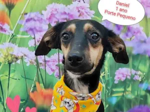 Cachorro raça SRD-ViraLata idade 1 ano nome Daniel