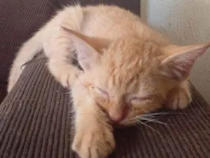 Gato raça Laranja  idade 2 a 6 meses nome Laranja 