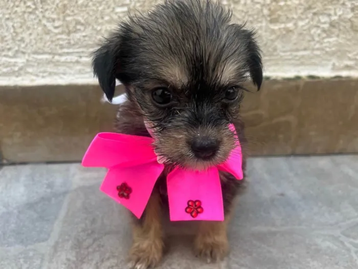 Cachorro ra a Mix Lhasa idade Abaixo de 2 meses nome Filhotes