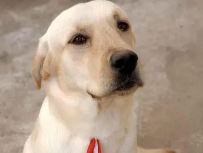 Cachorro raça Labrador  idade  nome Scoob