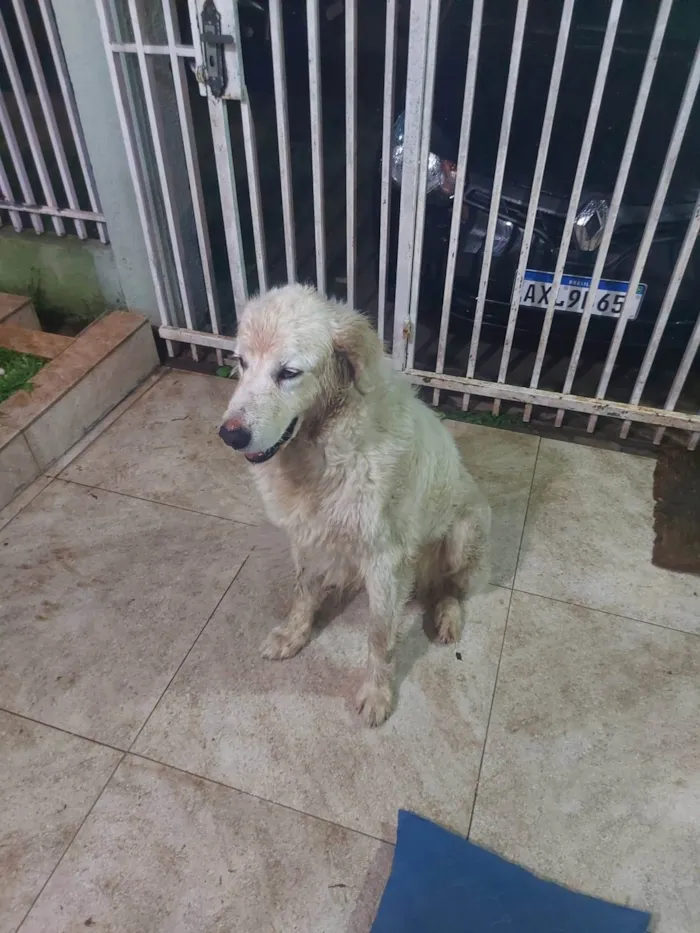 Cachorro ra a Labrador idade  nome Sem nome