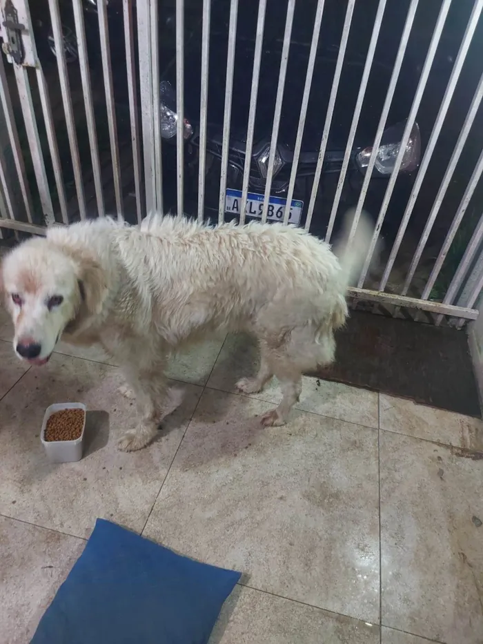 Cachorro ra a Labrador idade  nome Sem nome