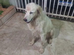 Cachorro raça Labrador idade  nome Sem nome