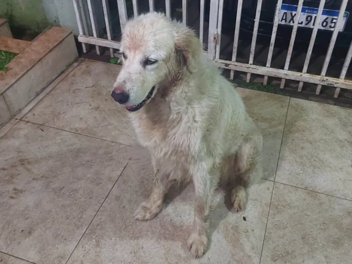 Cachorro ra a Labrador idade  nome Sem nome