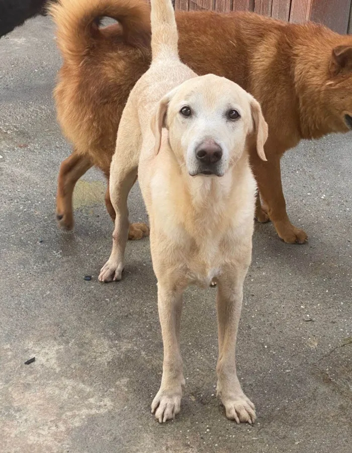 Cachorro ra a SRD-ViraLata idade 2 anos nome Valente