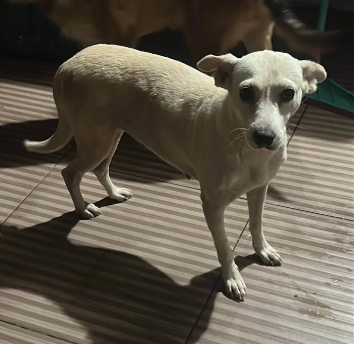 Cachorro ra a SRD-ViraLata idade 2 anos nome Dona