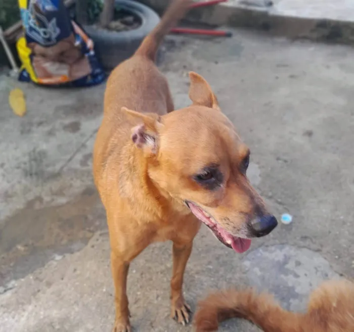 Cachorro ra a SRD-ViraLata idade 4 anos nome Scooby