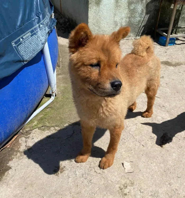 Cachorro ra a Chow Chow idade 3 anos nome Tedy