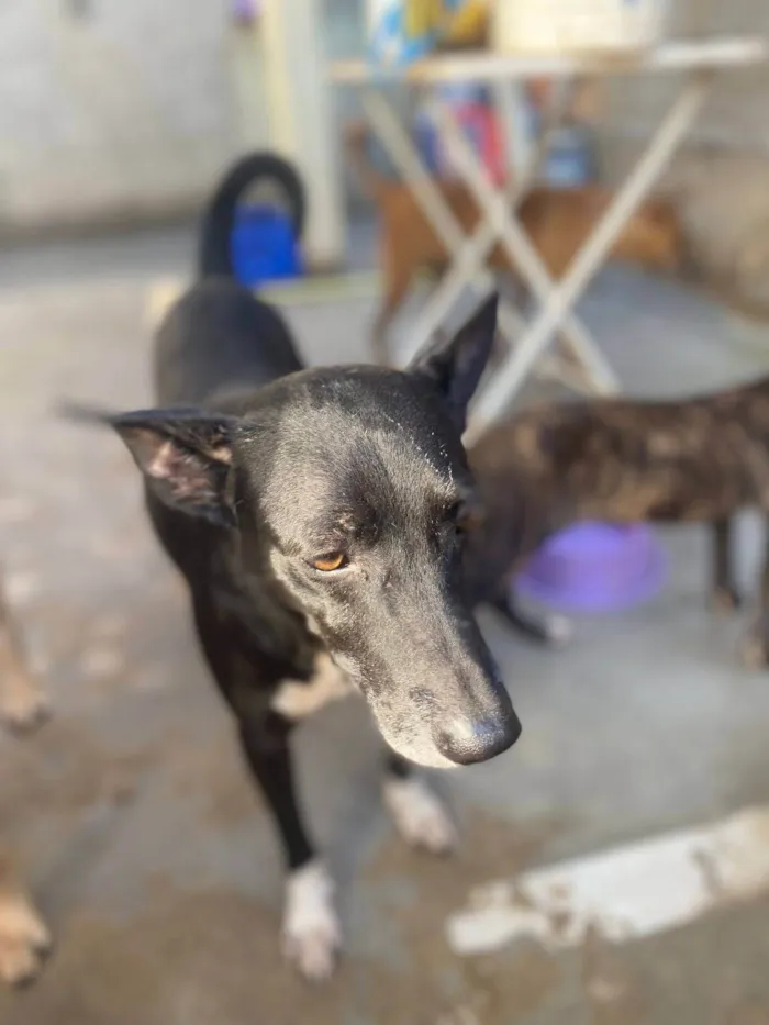 Cachorro ra a SRD-ViraLata idade 4 anos nome Thoreto 