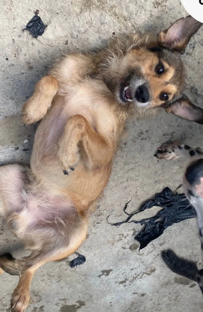 Cachorro ra a SRD-ViraLata idade 2 anos nome Paçoca 