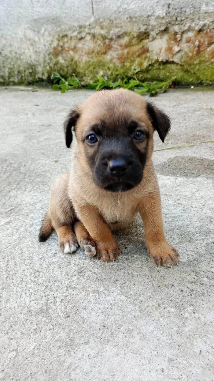 Cachorro ra a SRD idade Abaixo de 2 meses nome Luck