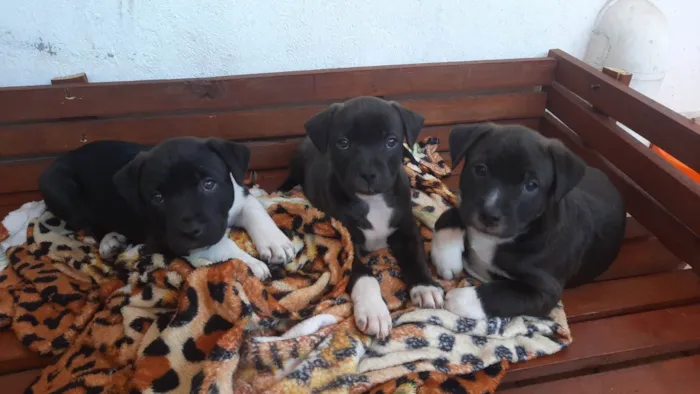 Cachorro ra a  idade Abaixo de 2 meses nome Pode escolher 