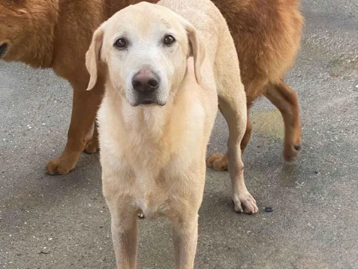 Cachorro ra a SRD-ViraLata idade 2 anos nome Valente