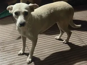 Cachorro raça SRD-ViraLata idade 2 anos nome Dona