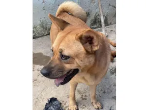 Cachorro raça SRD-ViraLata idade 3 anos nome Vitoria