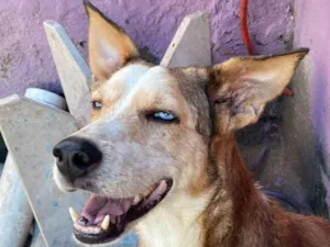 Cachorro raça Srd idade 3 anos nome Olindo