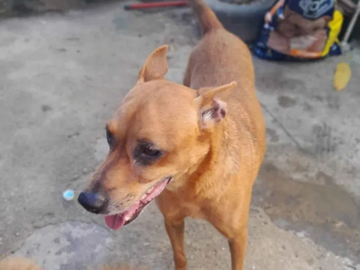 Cachorro ra a SRD-ViraLata idade 4 anos nome Scooby