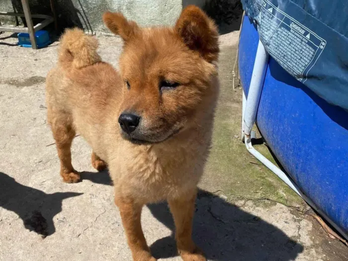 Cachorro ra a Chow Chow idade 3 anos nome Tedy